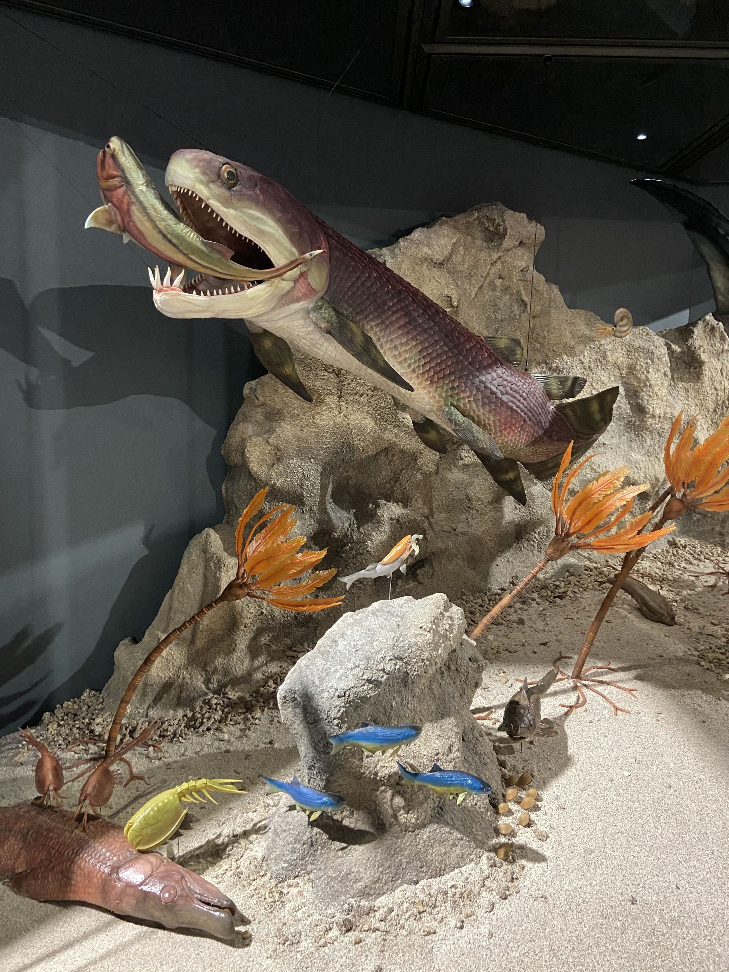 Representação de peixe Gogo no museu Western Australian (Foto: Kate Trinajstic/ Universidade Curtin)