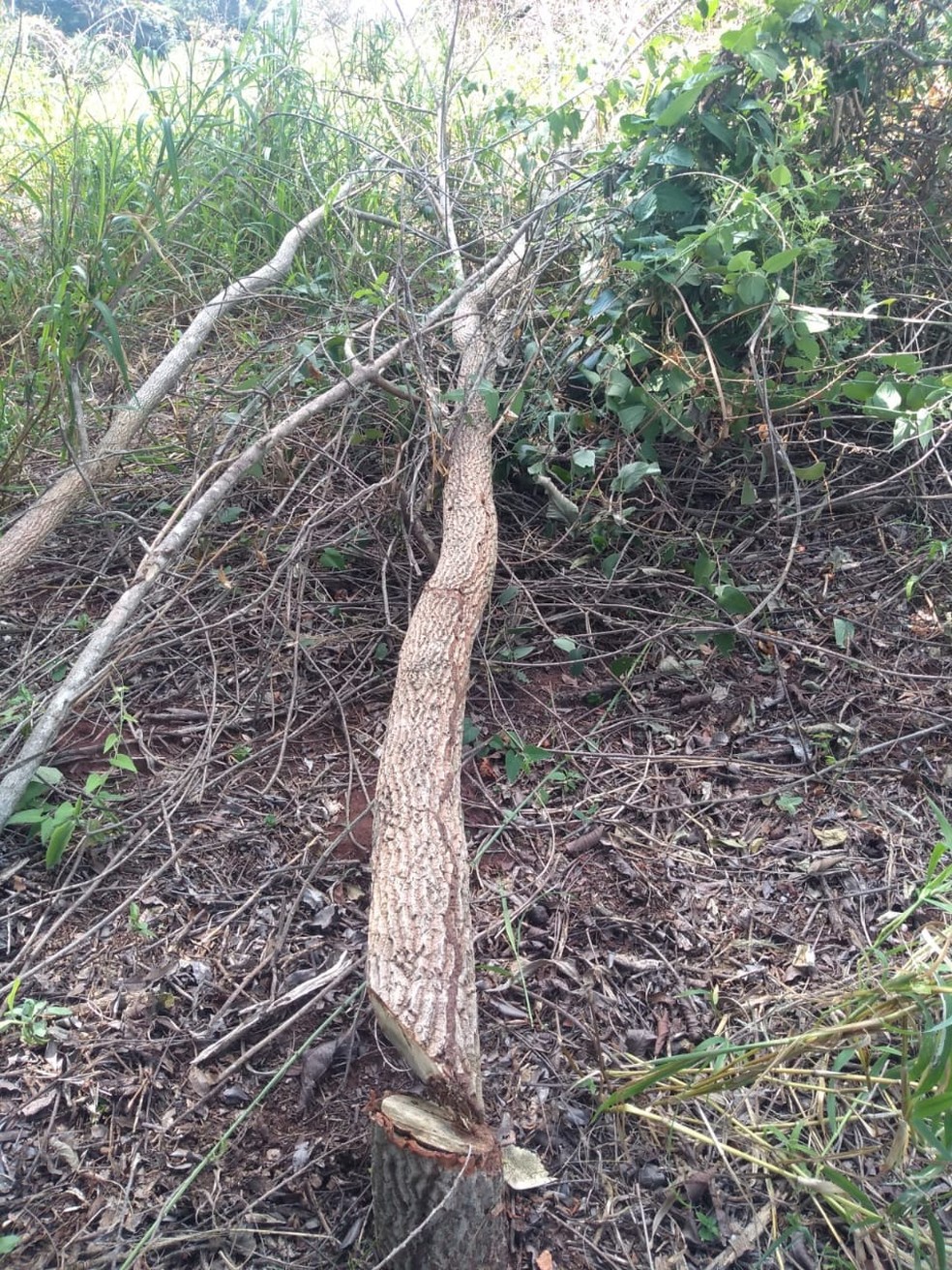 Supressão de árvores nativas em APP não foi autorizada — Foto: Polícia Ambiental