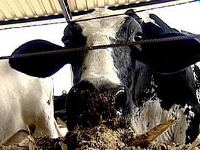 Bovino Zootecnia (Foto: Divulgação)