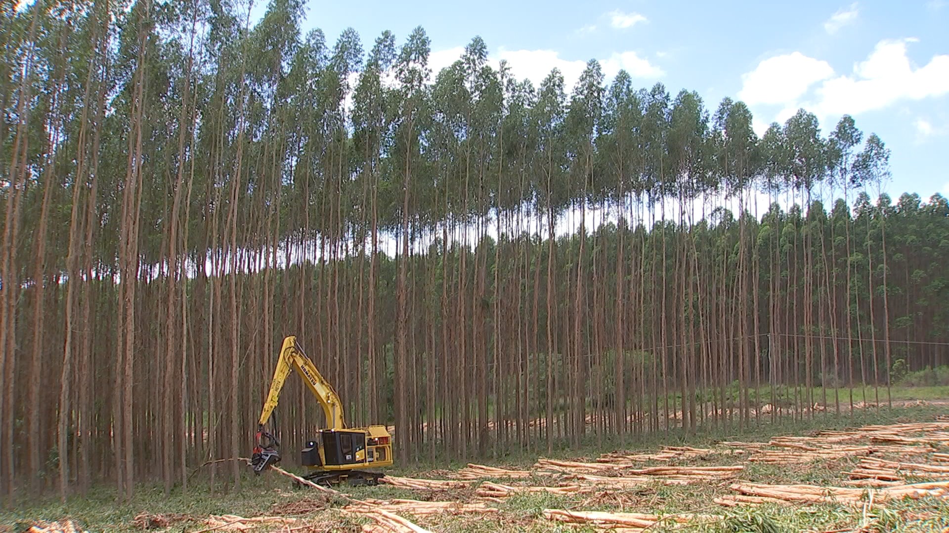 Produção florestal cai 2,7% em 2019 e interrompe 3 anos de altas, diz IBGE thumbnail