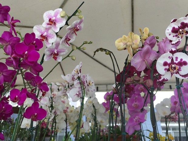 G1 - Festival em Cuiabá oferece orquídeas com preços que vão de R$ 10 a R$  650 - notícias em Mato Grosso