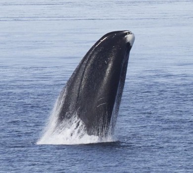 Uma baleia da groenlândia (Foto: Kate Stafford/Cell Reports 2015)
