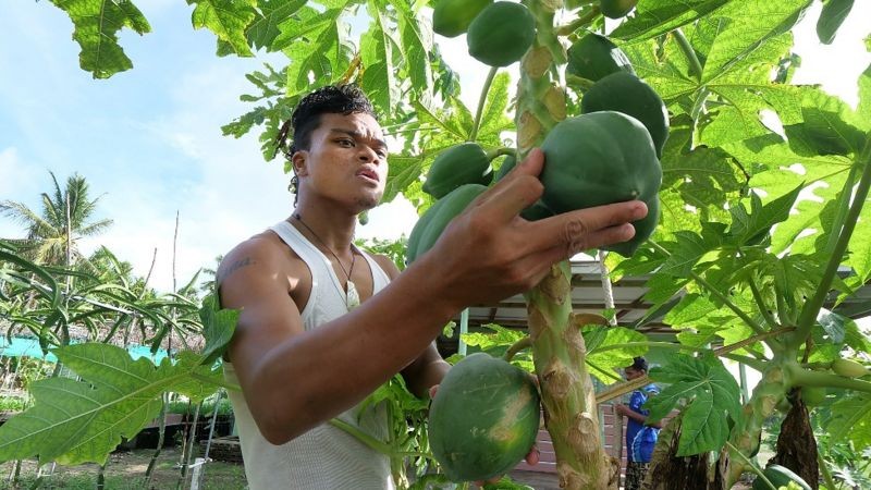 Taiwan financia a fazenda Fatoaga Fiafia, em Tuvalu, para cultivar alimentos em condições controladas. O terreno teve que ser importado devido à salinidade do solo (Foto: Getty Images via BBC News)