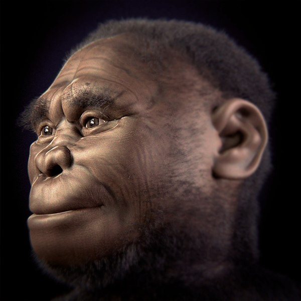 Simulação do Homo floresiensis (Foto: Cicero Moraes et alii/Wikimedia Commons)