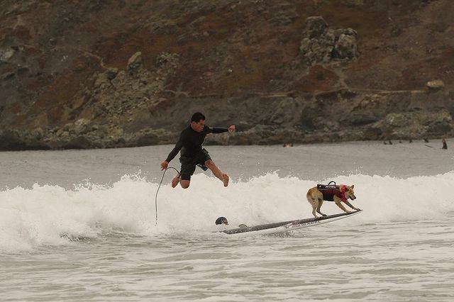 Skyler e seu tutor competiram juntos e levaram o 1º lugar na dupla cão/humano (Foto: Instagram/ @skylerthesurfingdog/ Reprodução)