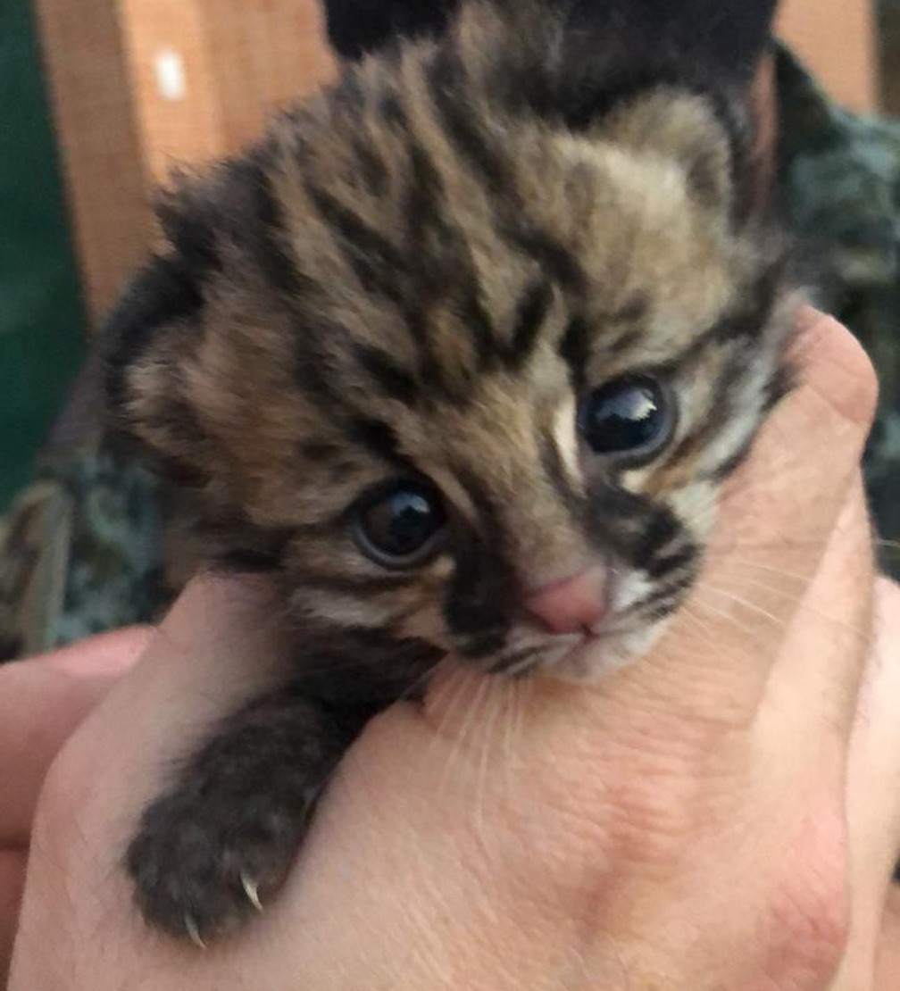 Filhote de gatodomato, ameaçado de extinção,