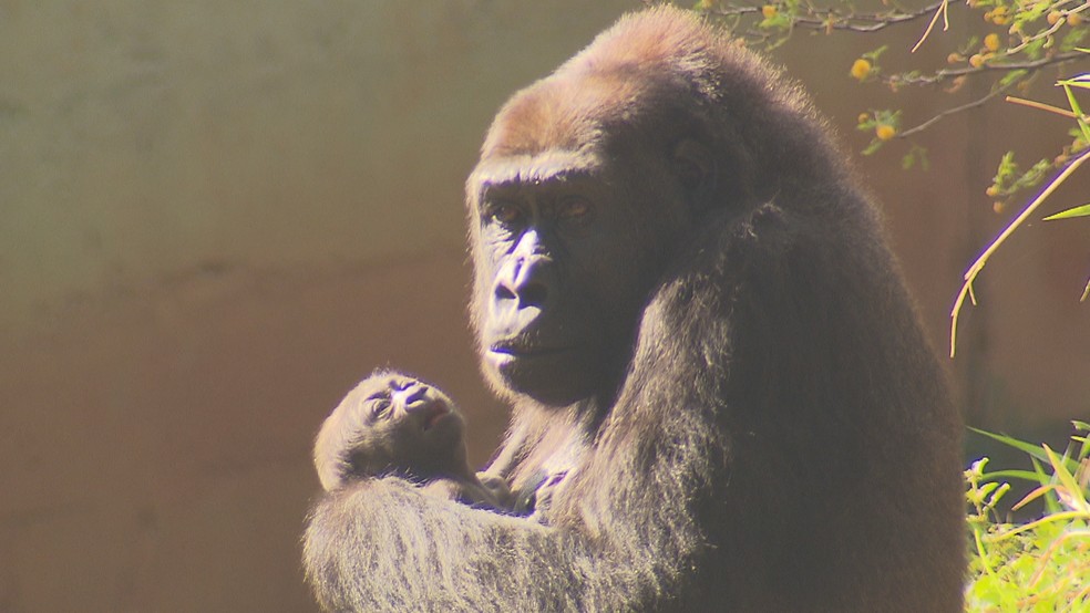 Bebê gorila no colo da mãe Lou Lou — Foto: Reprodução/TV Globo