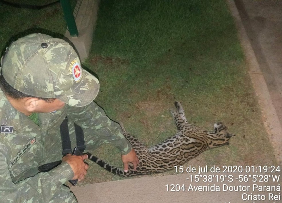 Batalhão ambiental recolheu o animal do local — Foto: Polícia Militar/Divulgação