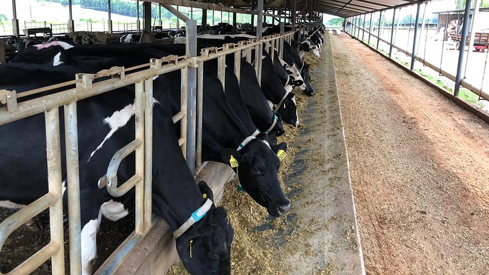 Compost barn permite mais liberdade ao rebanho leiteiro e oferece proteção das intempéries climáticas — Foto: Divulgação