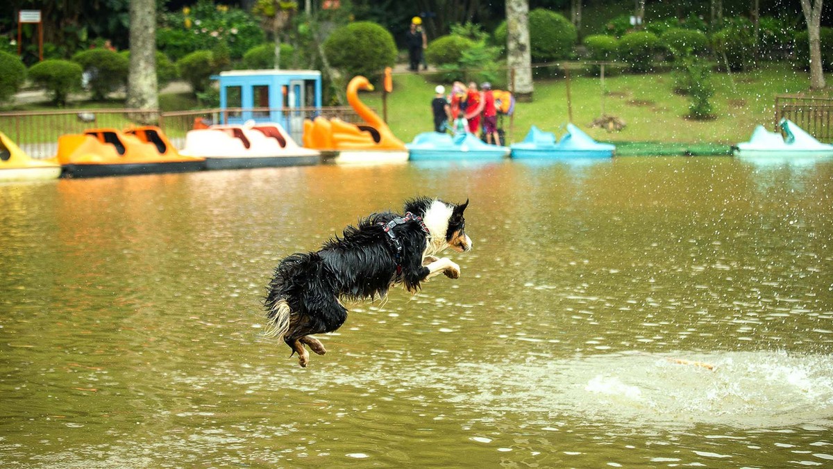 Evento reúne áreas de bem-estar e entretenimento para animais de estimação |  Animais de estimação