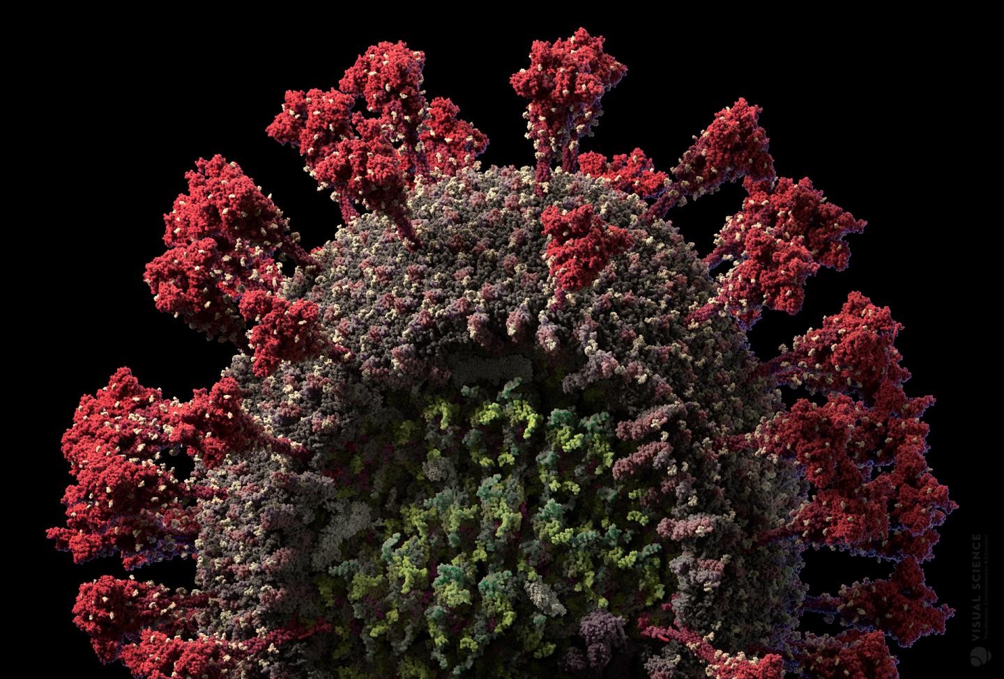 O novo coronavírus SArs-Cov-2 causador da Covid-19 (Foto: Visual Science)