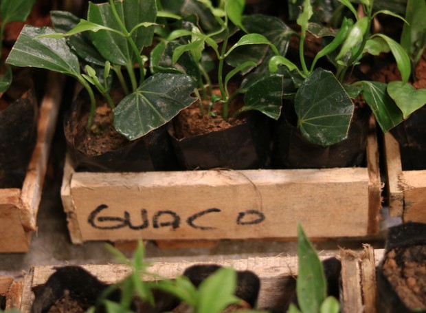 O guaco, erva utilizada para combater problemas respiratórios, está entre as espécies da horta de 12 m² do Sesc Avenida Paulista (Foto: Julia Parpulov/Divulgação)