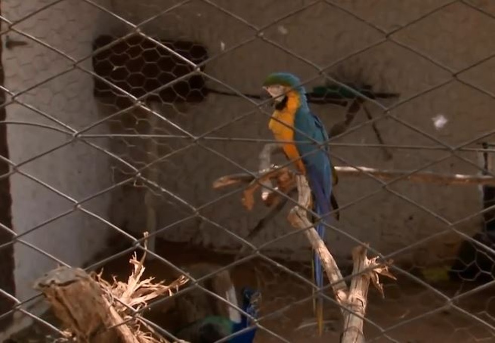 Bosque municipal é atração para os moradores de Marília — Foto: TV TEM/Reprodução