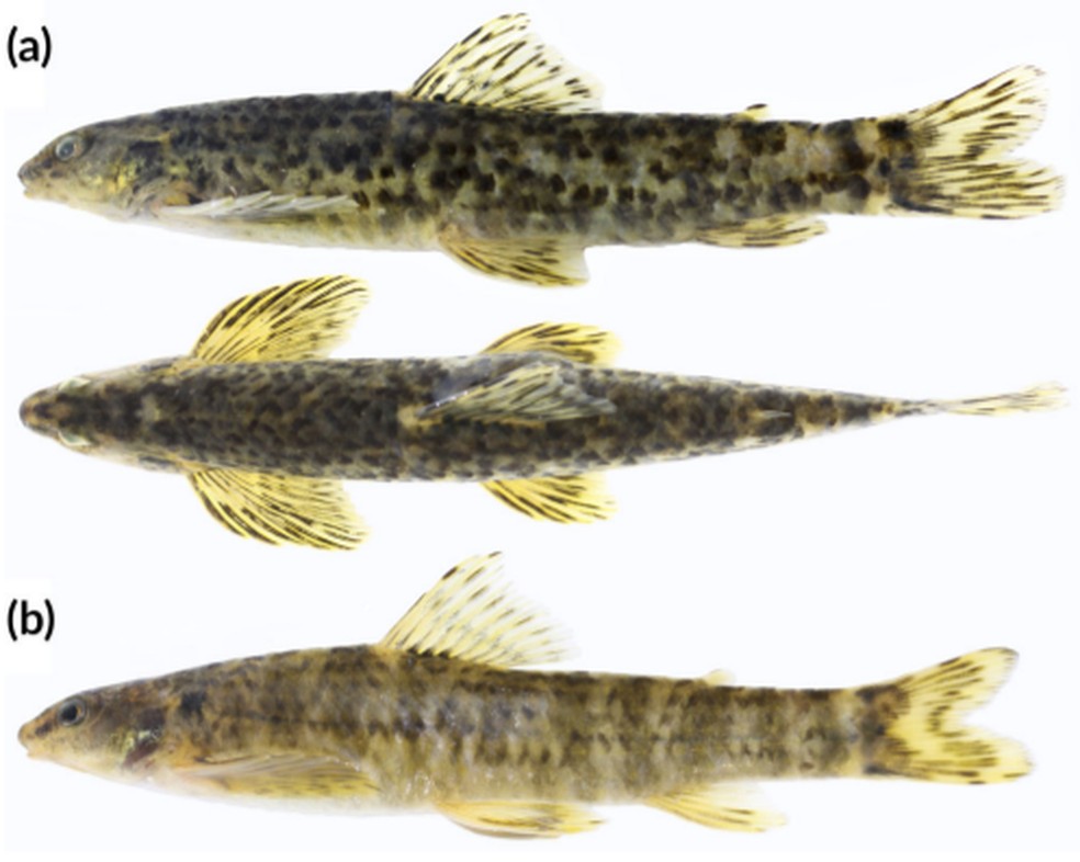 Characidium nambiquara, nova espécie de peixe encontrada no Rio Madeira — Foto: Journal of Fish Biology/Reprodução