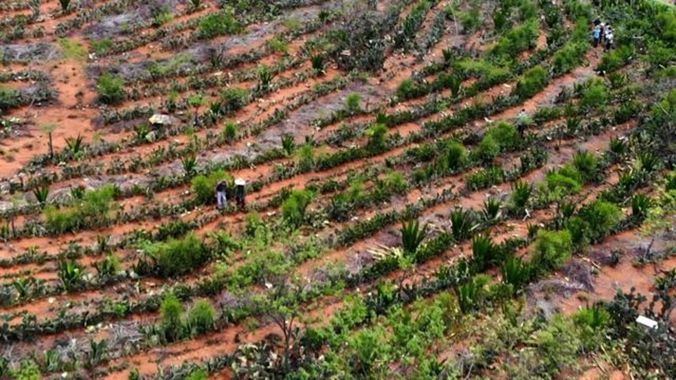 Agrofloresta em Poes (BA) em rea que at trs anos atrs tinha "solo compactado e no produzia nada"  Foto: BBC
