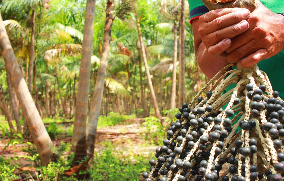 Curso on-line vai ensinar técnicas de cultivo do açaizeiro em terra firme — Foto: Ronaldo Rosa/Embrapa/Divulgação