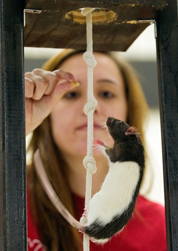 Observada por Ashley Josoff , rata chamada Amelia tenta escalar corda (Foto: Eric Gregory/The Journal-Star/AP)