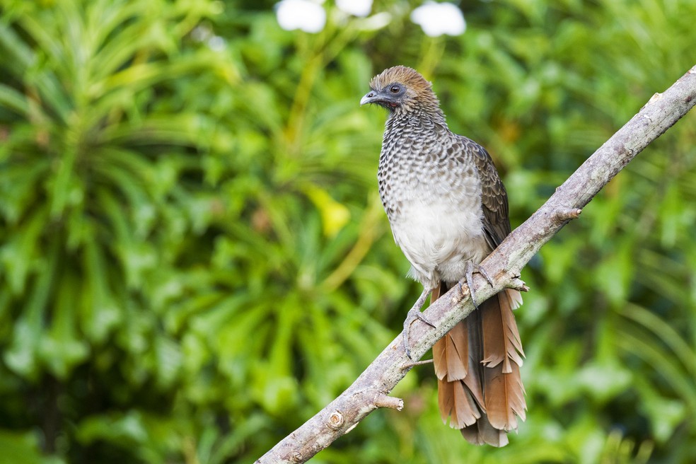 Aracu&atilde;-de-barriga-branca &eacute; uma das aves que aparecem o quintal da bi&oacute;loga &mdash; Foto: Cristine Prates
