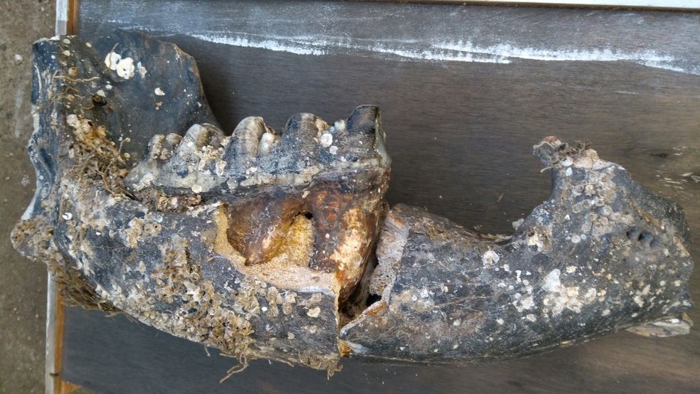 Fóssil de mandíbula de mastodonte é encontrado em Sombrio no final de março (Foto: Museu Oceanográfico Univali/Divulgação )