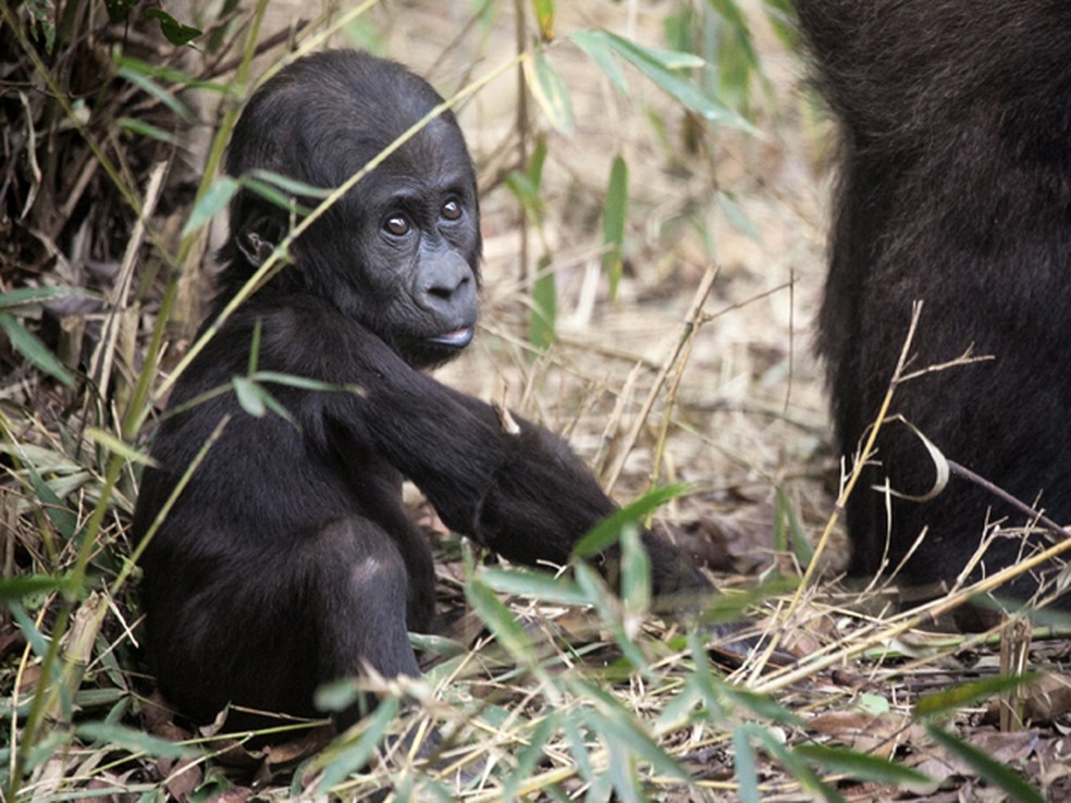 Gorilinha Jahari foi o segundo a nascer; a foto é de 2015 — Foto: Herlandes Tinoco/ Fundação Zoo-Botânica de Belo Horizonte