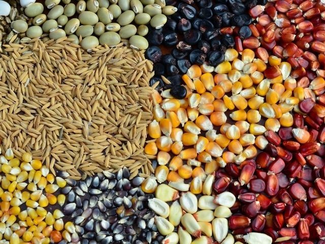Preço médio pago a produtores de feijão tem alta média de 12% em SC, aponta Epagri