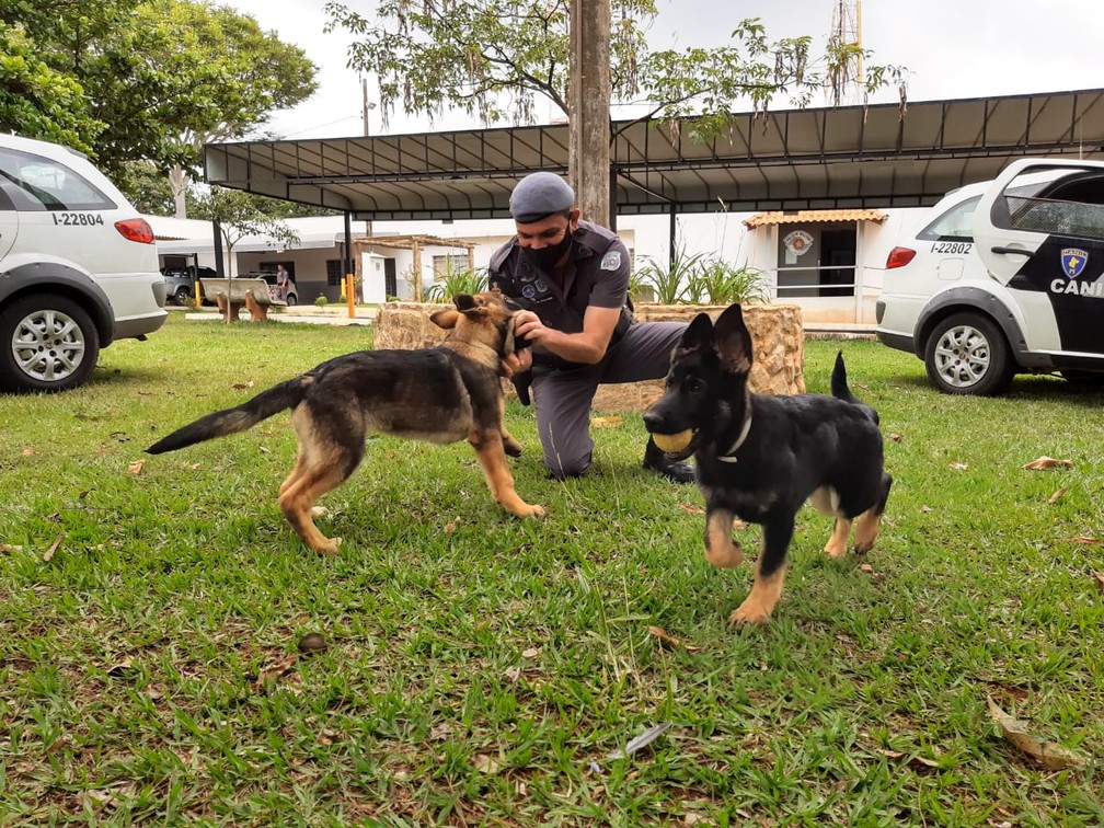 Filhotes do Canil da PM de Tatuí recebem treinamento lúdico — Foto: Mike Adas/TV TEM