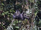 Cientistas 'redescobrem' espécie de macaco no Sudeste Asiático