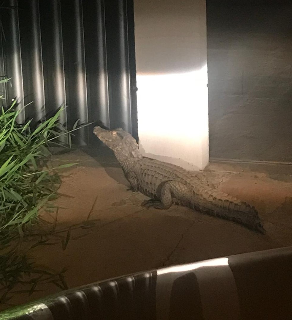 JacarÃ© surpreende moradora no portÃ£o da casa em CuiabÃ¡ â Foto: Arquivo pessoal