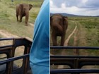 Elefante enfurecido persegue jipe em parque no Sri Lanka e assusta turistas