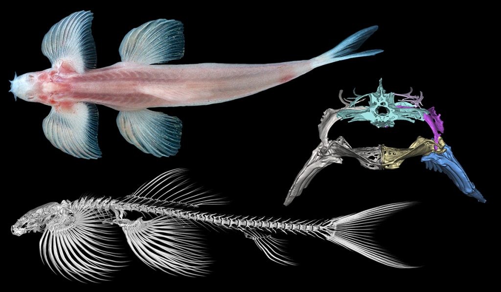 Ao menos 11 espécies de peixes podem andar, conclui estudo (Foto: FLORIDA MUSEUM )