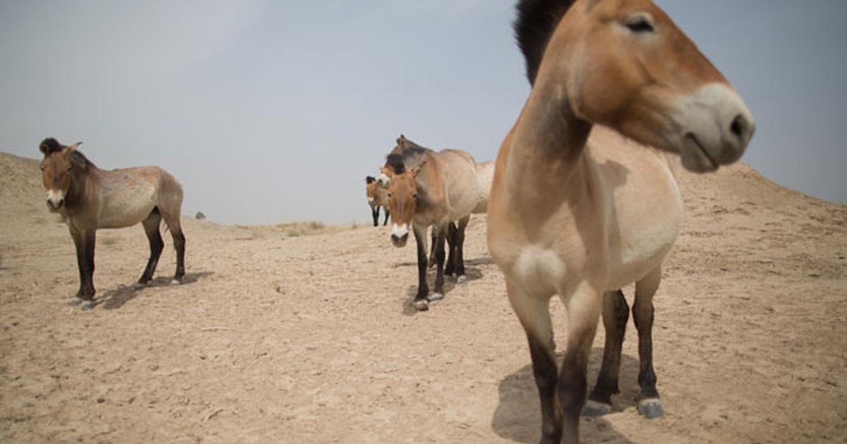 Cientistas desvendam segredos genéticos dos cavalos-marinhos - Jornal O  Globo