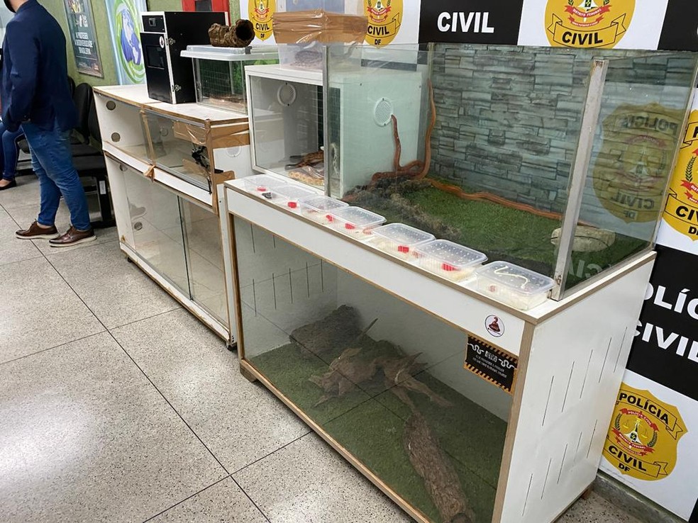 Cobras apreendidas em casa em Taguatinga Norte, no DF — Foto: Polícia Civil/Divulgação