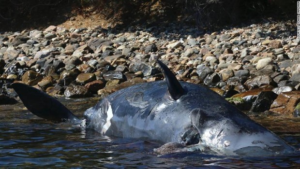 Baleia morta na costa italiana foi encontrada com 22 kg de plástico no estômago (Foto: Cortesia/Seame Sardinia)