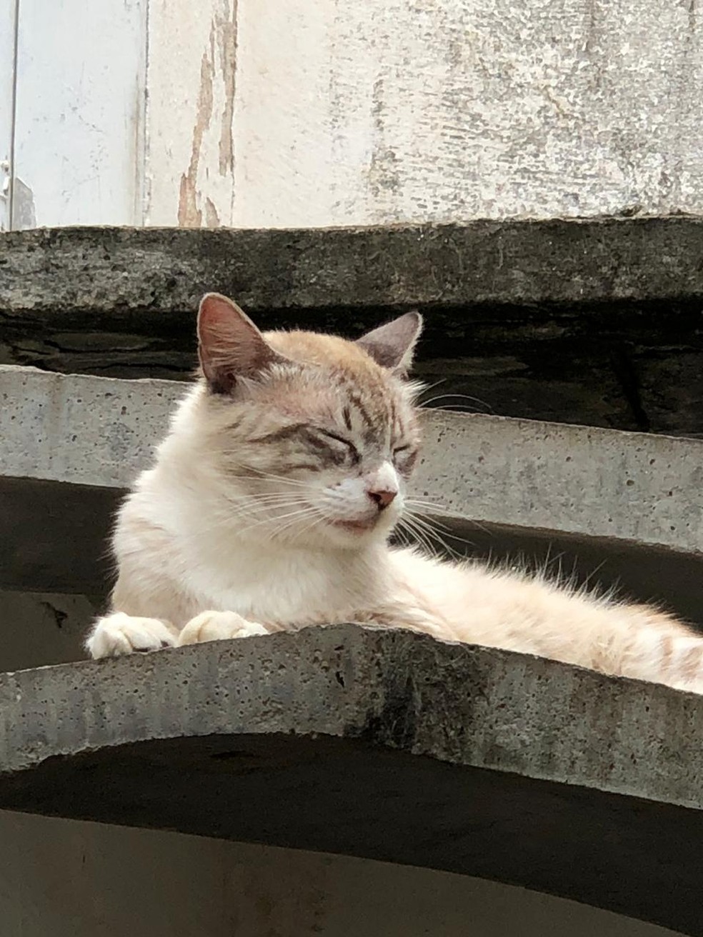 Outro gato que também faleceu após comer carne e salsicha deixadas no telhado do vizinho na Cidade Universitária, em Maceió — Foto: Arquivo pessoal