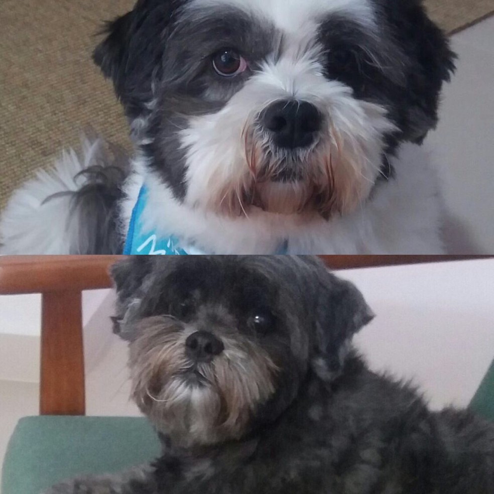 Scoth e Lila são parceiros de Gisele há oito anos (Foto: Gisele de Oliveira Cardoso Bautista/ Arquivo Pessoal)