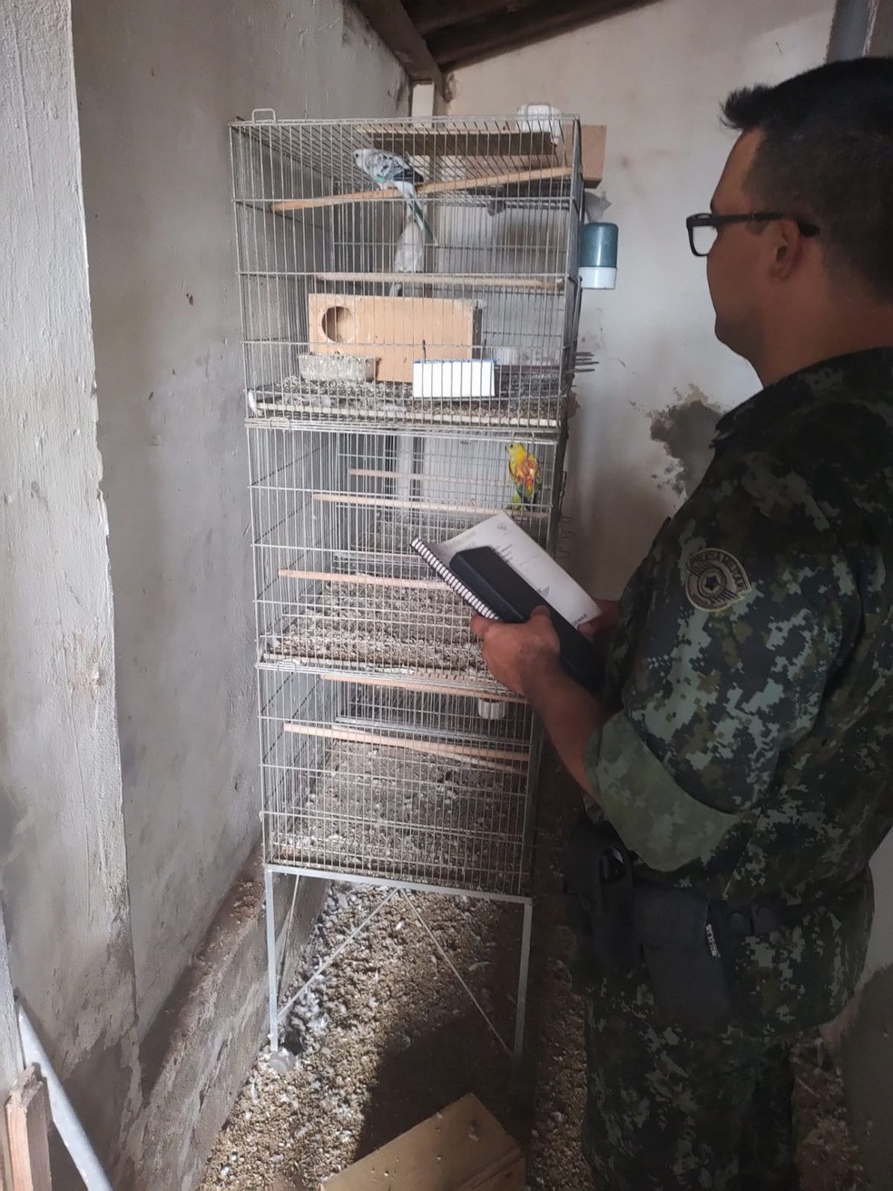 Policias realizando vistoria em criador amador de aves em Adamantina (SP) — Foto: Polícia Militar Ambiental