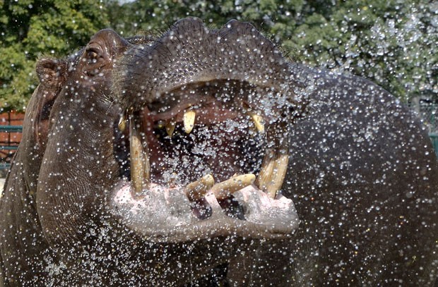 Hipopótamo parecia sorrir ao tomar banho em um zoológico de Skopje (Foto: Boris Grdanoski/AP)