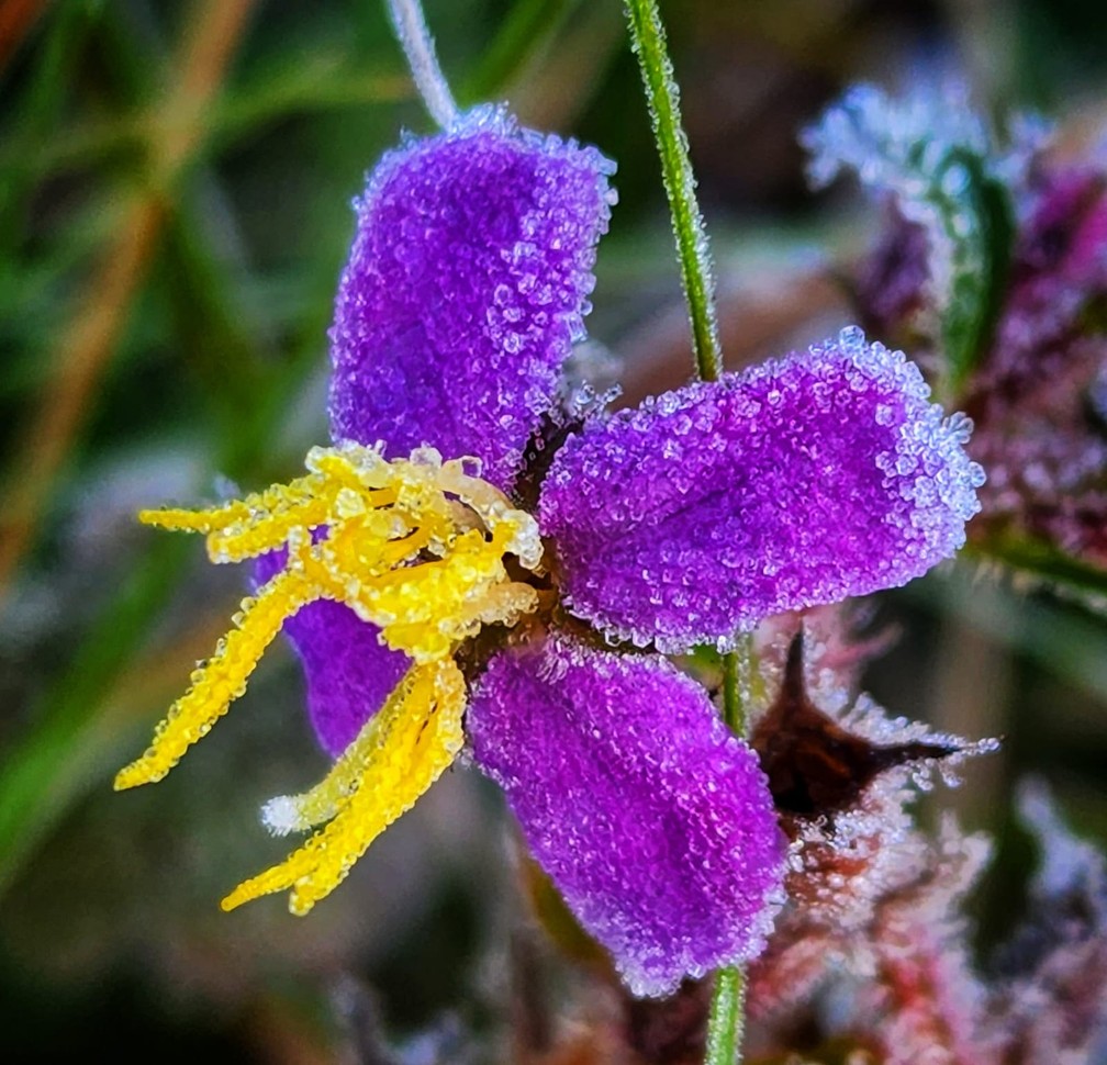 Imagem mostra flor coberta com gelo no interior de São Joaquim  — Foto: Mycchel Legnaghi/São Joaquim Online