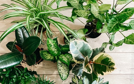 24 plantas que se desenvolvem bem dentro de casa, Paisagismo