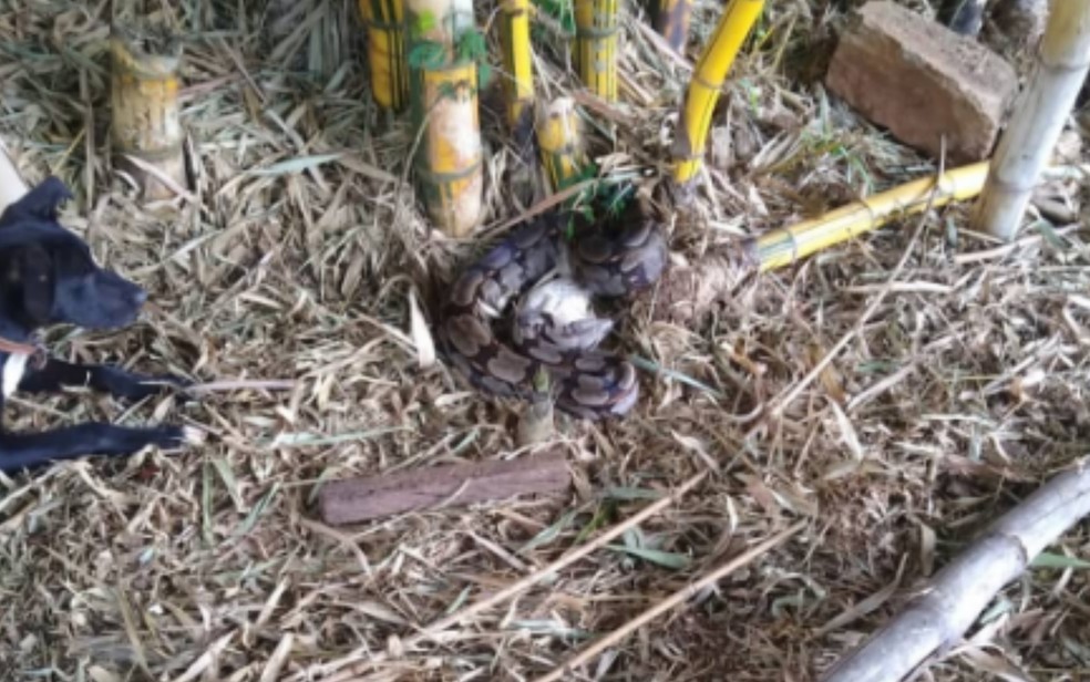 Latido de cachorro faz morador encontrar cobra no quintal de casa, em  Anápolis, diz bombeiro | Goiás | G1