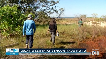 Espécie de lagarto sem patas é encontrada no Tocantins