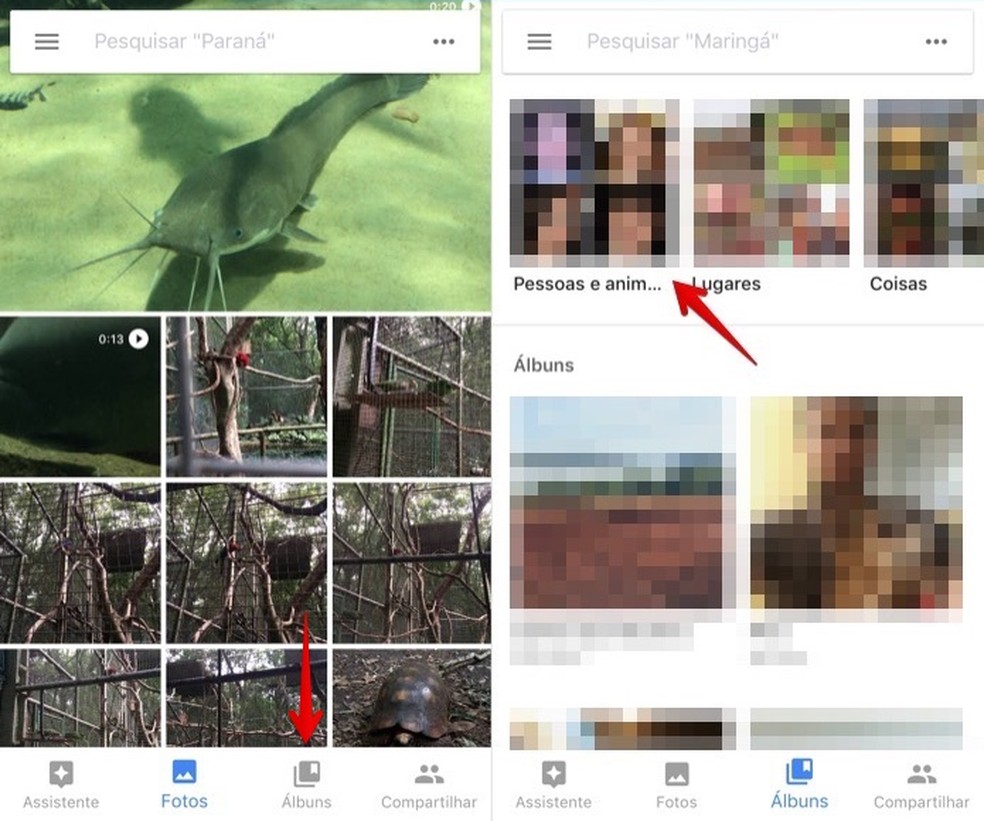 Google Fotos Agrupa Imagens Do Seu Cachorro Ou Gato Veja Como Usar Imagens Techtudo