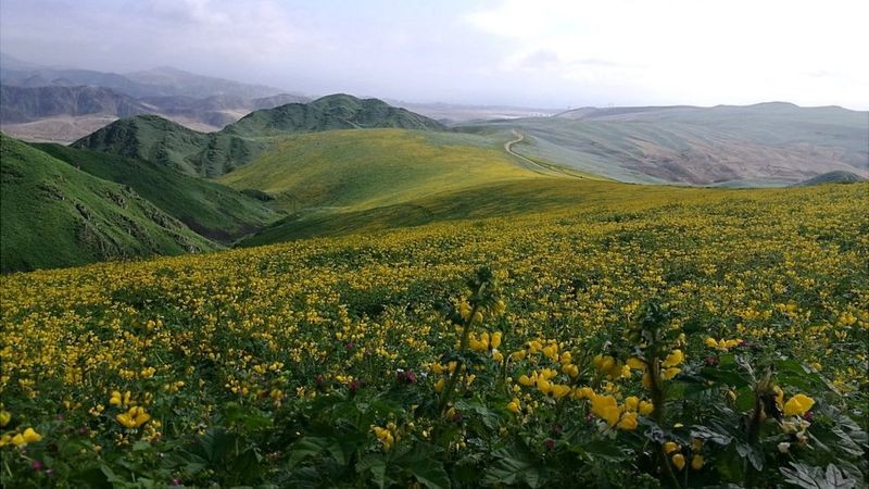 BBC - Colinas de Cicasos no distrito de San Bartolo, no Peru, coberta de vegetação e flores (Foto: CORTESÍA MARÍA MIYASIRO via BBC News)