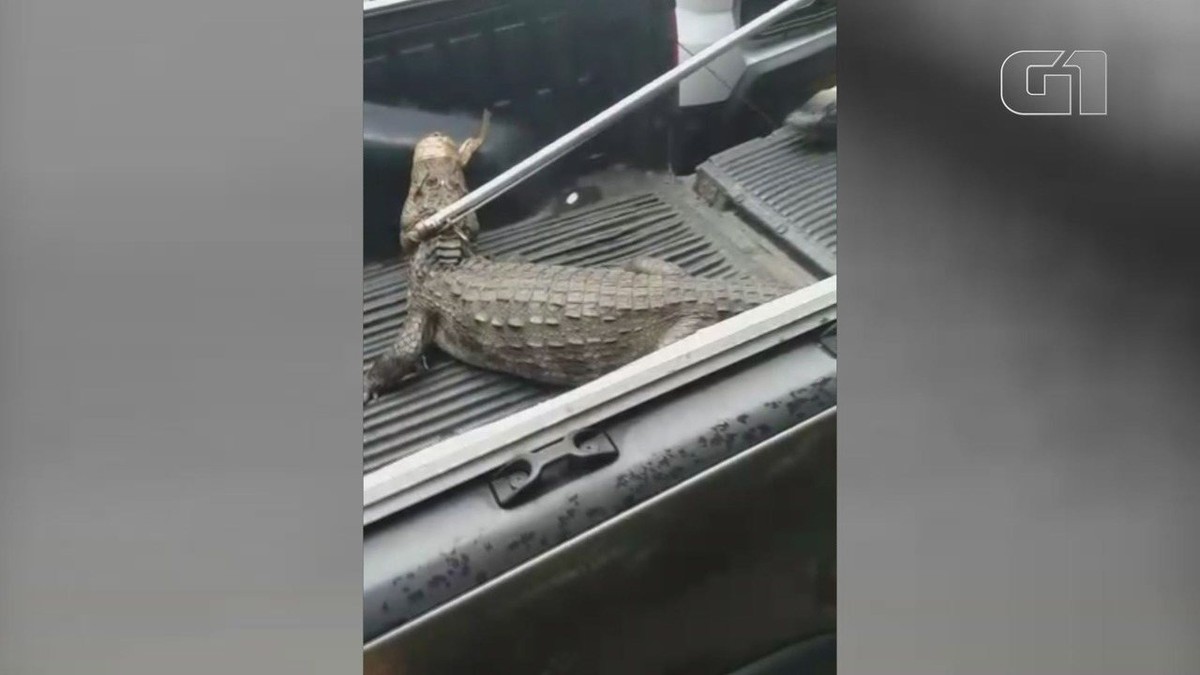 Jacaré chega a 1 metro de morador de rua que dormia em estacionamento e mobiliza a PM; VÍDEO