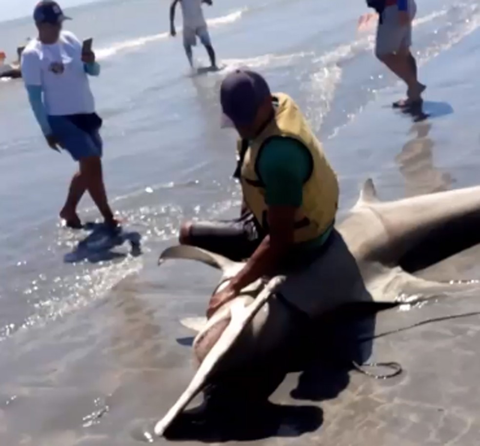 Homem foi fotografado sentado em cima de tubarão-martelo neste sábado (21) — Foto: Reprodução/WhatsApp