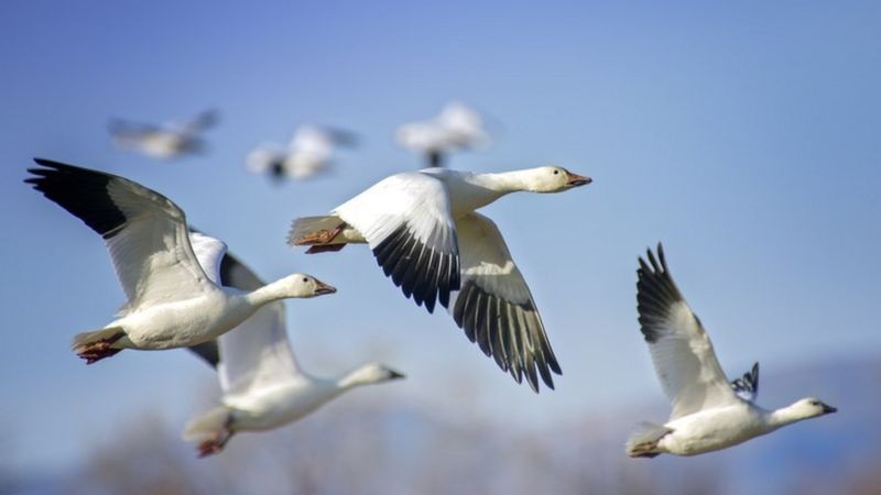 Aves migratórias podem levar novos vírus de um canto do planeta a outro (Foto: Getty Images via BBC News Brasil)