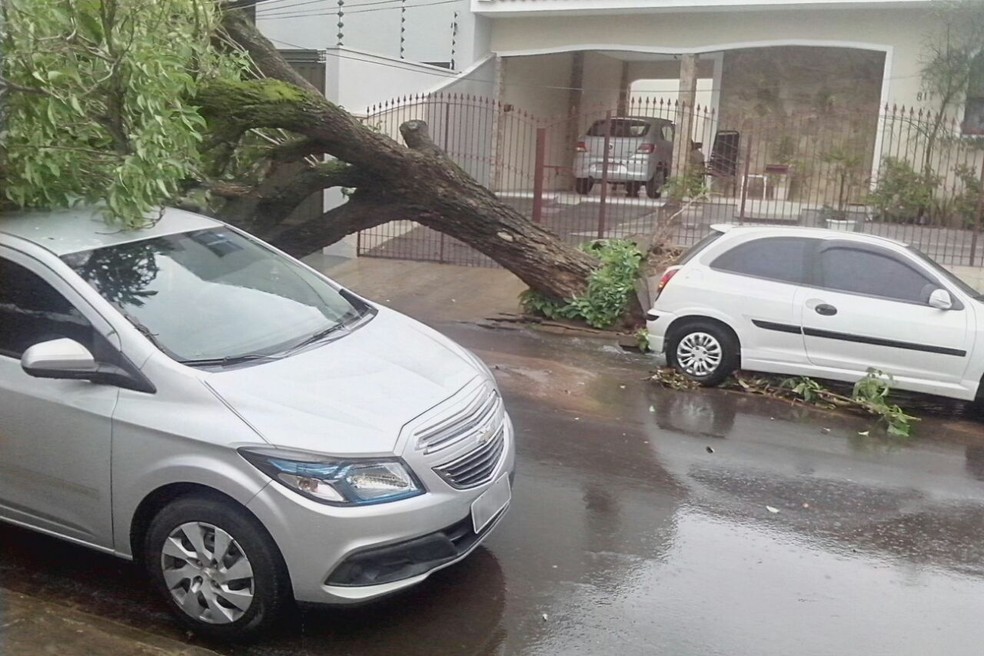 Árvore caiu na Vila Formosa, em Presidente Prudente (Foto: Jaime Pereira/Cedida)