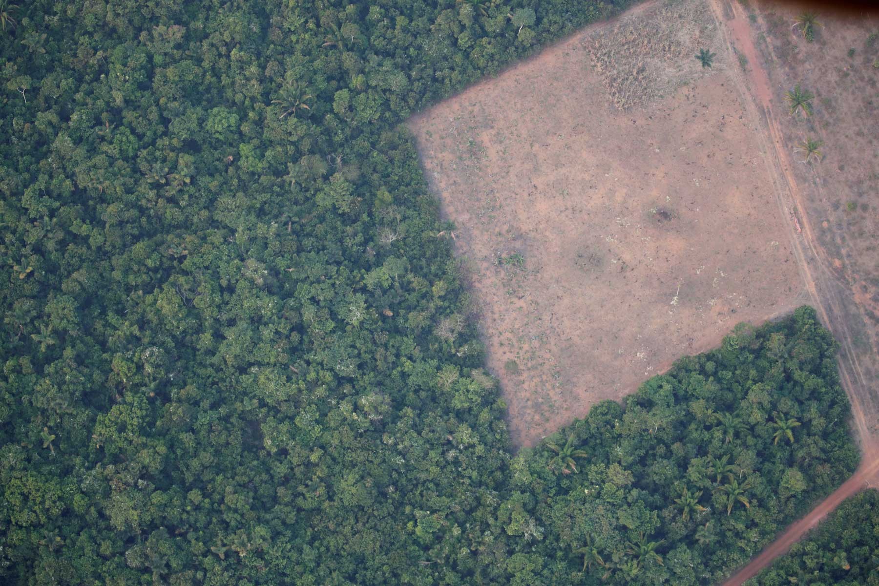 Com recorde em maio, alertas de desmatamento na Amazônia indicam que temporada pode ter devastação maior que a anterior thumbnail