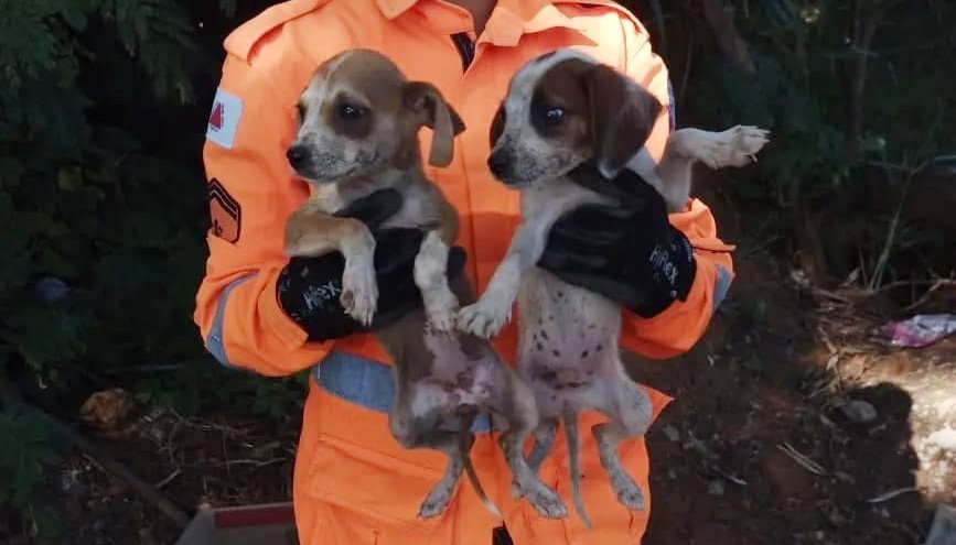 VÍDEO: filhotes de cachorro são resgatados de bueiro em Uberaba