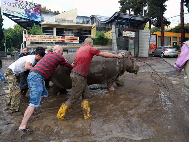 Moradores conseguem empurrar um hipopótamo ao longo de uma rua inundada em Tbilisi (Foto: Beso Gulashvili / AFP Photo)